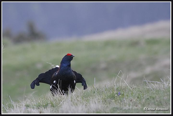 parade de tétras lyres